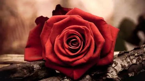 关于玫瑰的诗句英文