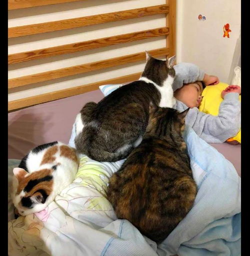 3只猫咪怕冷,全部都趴在小主人的身上取暖睡觉,好沉重的爱呀