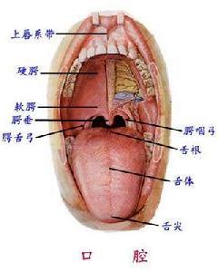 厥阴舌