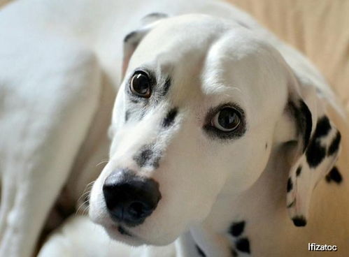 斑点狗明明很可爱,但为何有那么多人嫌弃 只因它们有这五大缺点