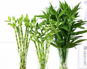 雨水可养富贵竹吗？
