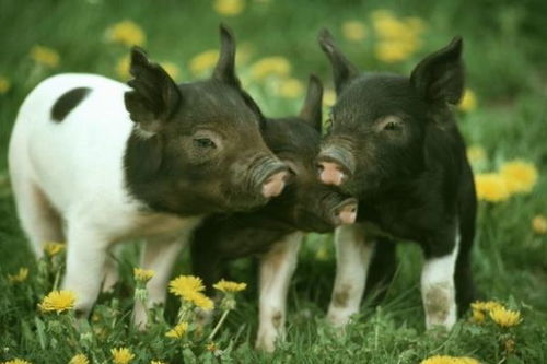 你家有属猪的生肖吗 尤其是1971年的 福气猪 ,做梦都能笑醒