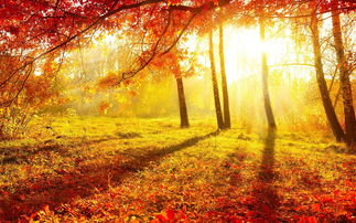 关于秋的颜色的诗句