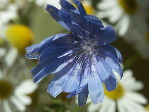 盘点10种蓝色的花,哪种最蓝 你喜欢哪种蓝花儿