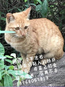 猫爸公益流浪猫领养 杭州篇 持续更新各地区... 