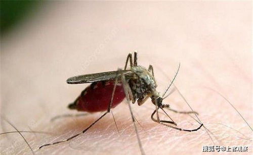 30万只蚊子,能否吸干一个人的血 外国小伙做的试验看着就痒