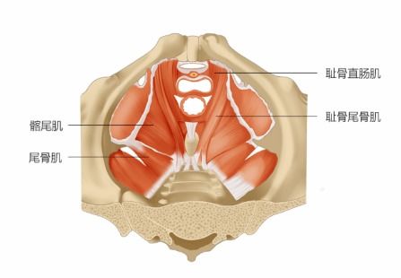 盆底肌的这七个冷知识,你一定要知道