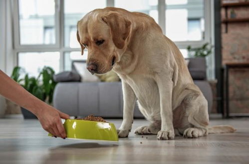辟谣 狗狗吃饭很快是饿了 可能是疾病导致 不及时纠正或会致命