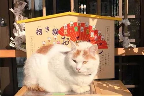 流浪猫被猫寺主持收养,为报恩每日招待游客,引来撸猫信众上香