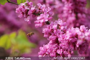 红色花朵和蜜蜂采蜜摄影图片