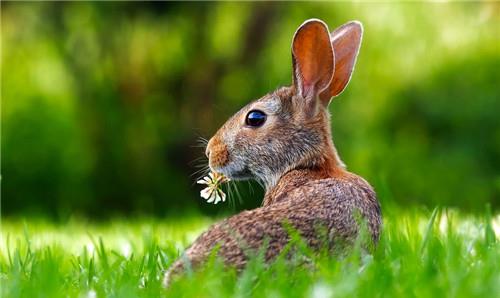 2021年什么生肖最旺兔,哪个生肖能给属兔人带来好运 你身边有吗