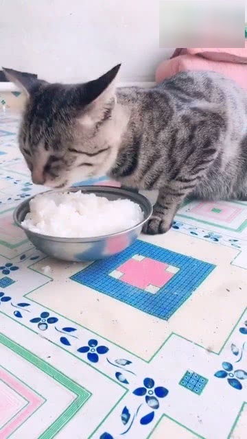 这猫长这么大从没吃过猫粮,就爱吃大米,主人这配音好笑 