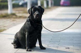 宠派盟告诉你世界上最受欢迎的十大犬种 