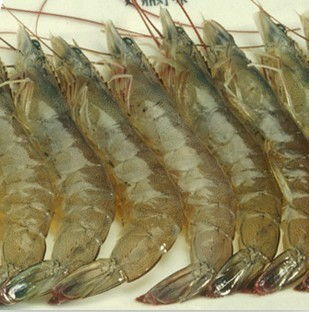 越南对虾是淡水虾吗 和中国对虾的区别是什么