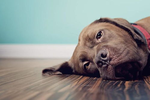 老年犬排尿增多 可能是慢性肾衰竭,主人治疗狗狗需要分两阶段