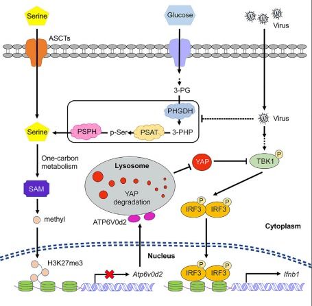 白藜芦醇抑制人结肠癌细胞增殖的作用与促进骨形态蛋白9及其受体表达的关系研究 