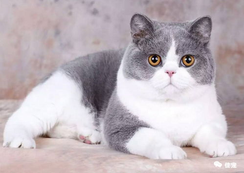 养猫手册 怎么养好英短蓝白猫 