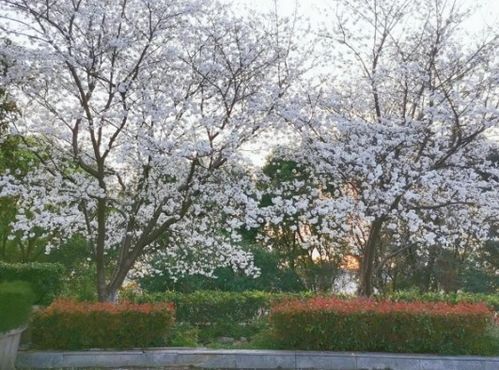 樱花重查种植后的管理与养护