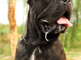 图 哪里有卖 卡斯罗 卡斯罗 价格 卡斯罗保证 吉林市宠物狗 吉林市列表网 