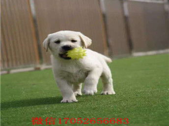 图 天津哪里有狗卖,黑色拉布拉多价格,导盲犬幼犬 天津宠物狗 
