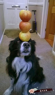 狗狗可顶3个橙子展现出了惊人的平衡能力,狗狗可以吃橙子吗
