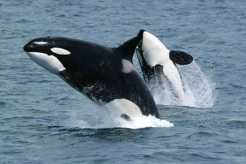 最大的海豚 虎鲸