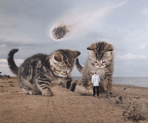 太会玩了吧 俄罗斯艺术家养了一群3米高的猫,引10万人云撸猫 网友 我可以