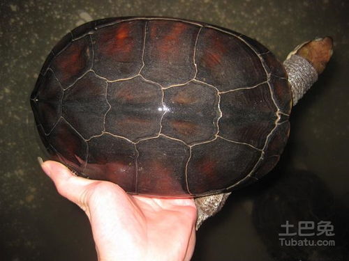 越南石龟图片及相关知识简介