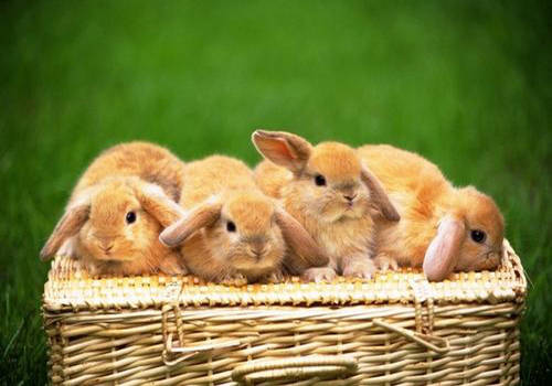 萌宠饲养 小兔子吃什么食物 科学喂养应该是牧草搭配兔粮加上少量蔬果