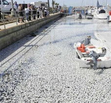 科学探索 挪威20吨鱼集体死亡引发“世界末日”