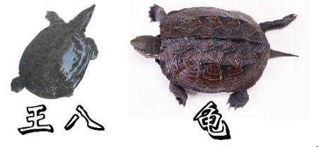 王八和乌龟有什么区别