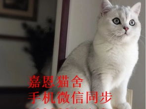 图 深圳哪里有卖金渐层银渐层价格多少渐层猫怎么看纯不纯渐层猫图片 深圳宠物猫 