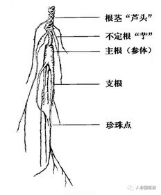 鉴别人参,老手艺还是新技术