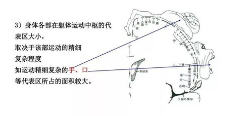 额叶结构功能及损伤后表现