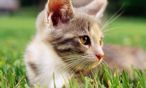 猫咪美毛吃什么 猫咪吃卵磷脂有用吗