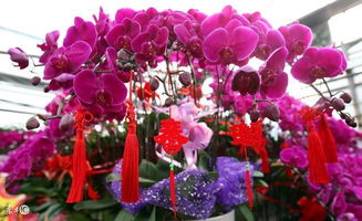 最适合装扮春节的10种花卉,摆放在室内吉祥喜庆 红红火火