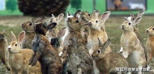 澳大利亚最初的5只兔子是如何泛滥成灾的