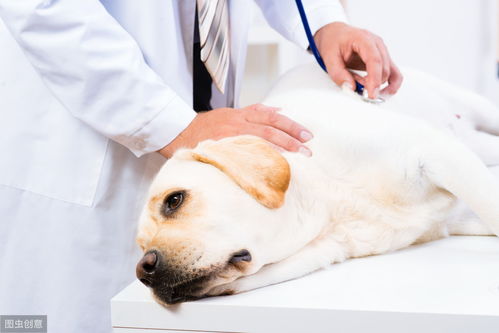 狗也有患糖尿病的可能,患病的症状和治疗方法有哪些呢