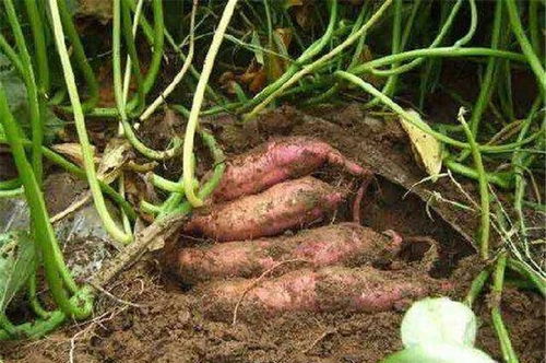 红薯藤收割后怎么处理,可利用来做什么 好藤扦插种植,还可沤肥