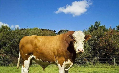1985年生肖牛最旺的年龄是哪年 什么年龄最难熬 生肖牛快看