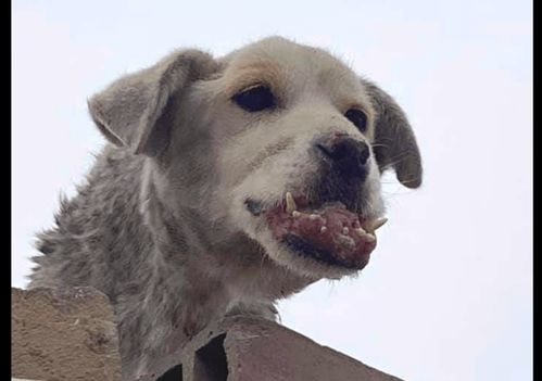 狗狗被困在房顶2年之久,各种疾病缠身,被救出一周后还是离开了