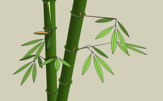 竹子象征着什么？