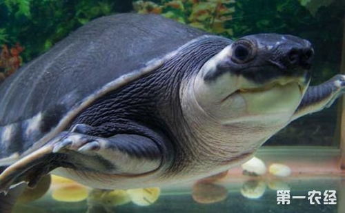 猪鼻龟怎么养 猪鼻龟的饲养方法