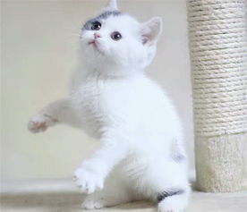 图 纯种蓝白猫 保纯保健康 异地可发货 成都宠物猫 