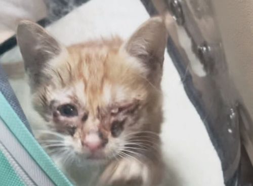 浙江 被流浪猫妈妈放弃,身患多种疾病的独眼小流浪猫,终于等到了小伙的救助