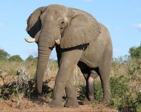 大象的身子像什么,腿像什么 
