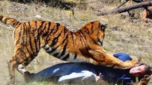 为什么遇到老虎时,千万不能背对着它逃跑 看完真的要注意了 