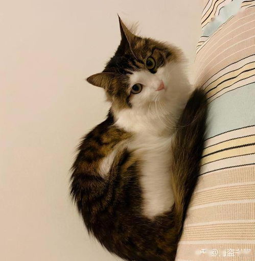 一只盖两床被子的猫