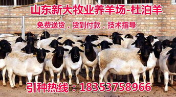 南宁杜泊羊肉羊养殖场