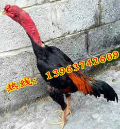 贵州六盘水斗鸡养殖场六盘水供应斗鸡苗最新价格